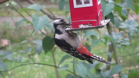 A Woodpecker Perched And Eating On A Bird Food Dispenser Hanging By A Tree Plant