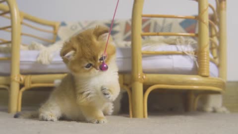Cutest Baby British kittens is playing with Bell