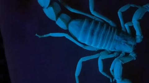 Scorpions under UV