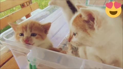 Kittens meowing (too much cuteness) - All talking at the same time! | kitten video