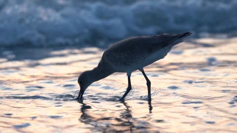 Willets