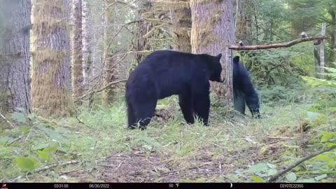 Hilarious Mirror Mischief: Bear's Baffling Encounter in the Jungle!