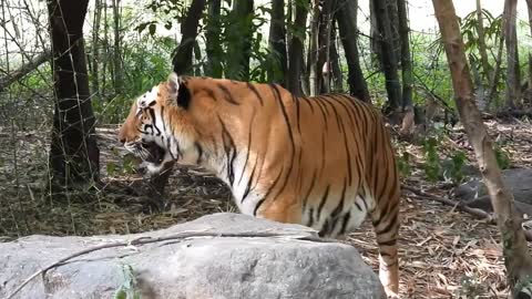 Bengal Tiger 🐯 drinking water in Pune_ #nikonp950 #wildlife #tigers #tiger