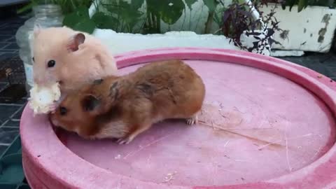 Hamster Playing Game Eating Corn