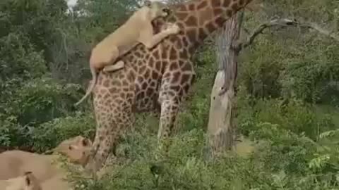 impressive flock of lions attack giraffe