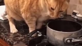 Cute Cat Gif