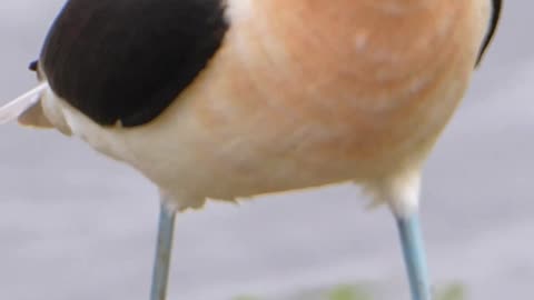 Beautiful Bird Voice | Natural Photography | 4k video