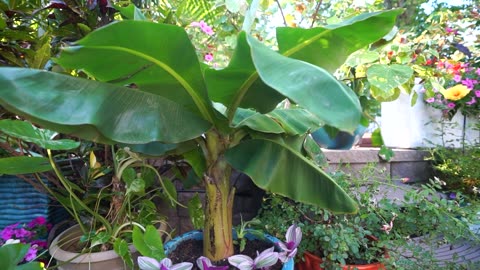 Planting a Banana || Important Information for Potted Banana Trees