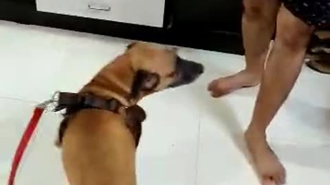 Cute Loving Dog playing with Owner | Life with Dog