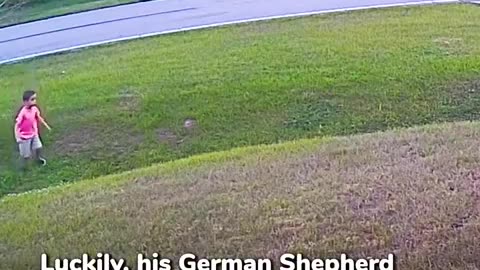 Heroic German Shepherd Protect Boys from Attacking Dog