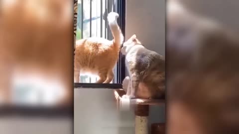 Funny animals moment 😂 try not to