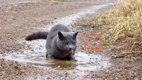 We thought cats hated water? This keen kitty is not paw-sing for puddles