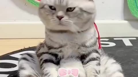 Amazing Funny Cats Trending Clips😍