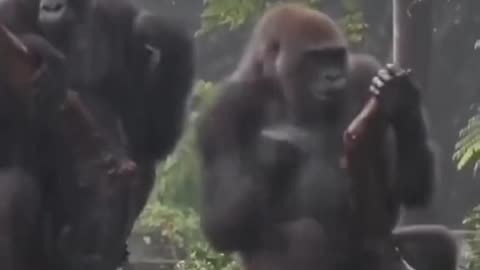 Good-natured gorillas!