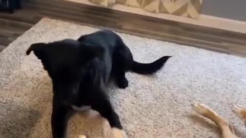 Smoooth criminal dog steals a bone