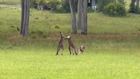 Fighting kangaroos interrupt wedding