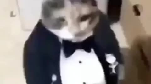 fat ass cat in a tuxedo