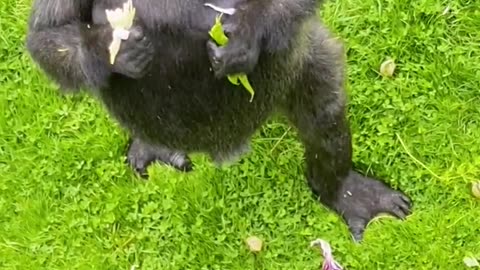 Gorillas have amazing feet, their big toes act like thumbs to give them great grip! #gorilla #asmr