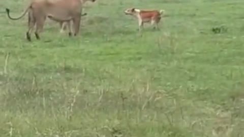 This brave maasai dog is not scared of lions even with when lame
