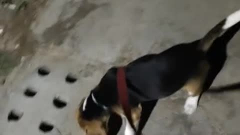 Cute beagle Puppy in Night Time Reaction