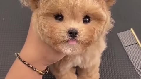 cute baby dog funny video