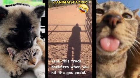 ❤️animais engraçados e fofos, videos de animais de estimação #videomeme #memes
