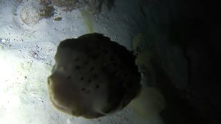 Freedive at night at Elbow Beach