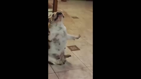 Funny videos | Funny memes 🤣 |Funny comedy 😃 |Funny animals 🤣 Fun 😁 Don't Try Laughing 😄
