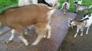 Rescued Gimpy The Disabled Goat