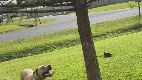 Cat in Tree Tries to Escape From Dog