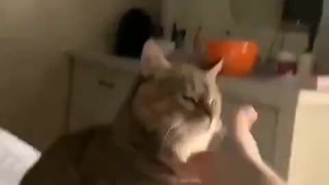 A cat clapping enthusiastically