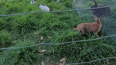 Bunny play time!