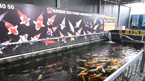 THE BIGGEST COLLECT KOI IN INDONESIA