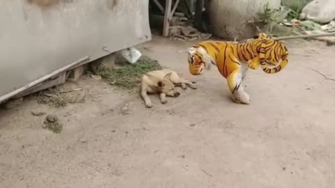 Viral fake Lion and Fake Tiger Prank To dog & Prank Dog Funny & Huge Box Prank to dog_6