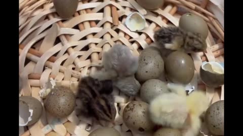 "Adorable Avian Chicks: Exploring the World of Cute Baby Birds."