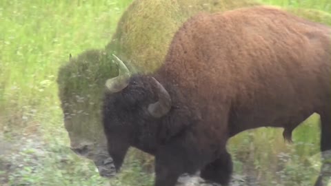 buffalo stroll