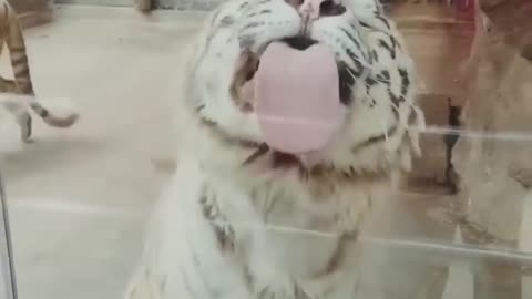 Best Funny Animal Videos