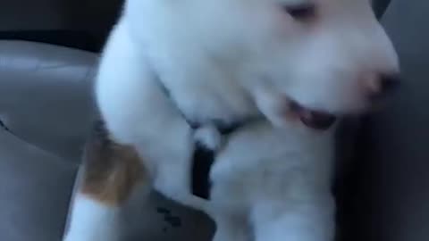 Little Puppy Gets Angry At His Own Hiccups