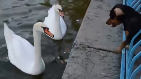 Funny animals, dog vs swan