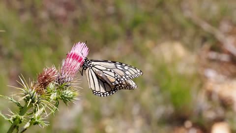 Butterfly Flower Insect Nature Animal Wings