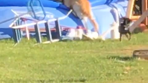 Dog Saves Puppy Pal From Pool