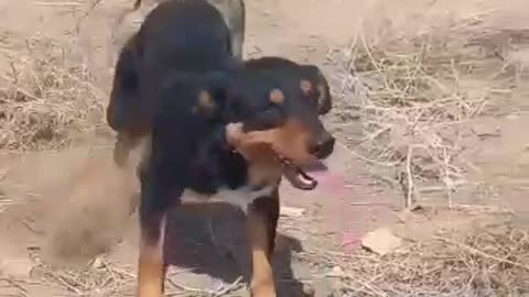 Dog mating in jungle
