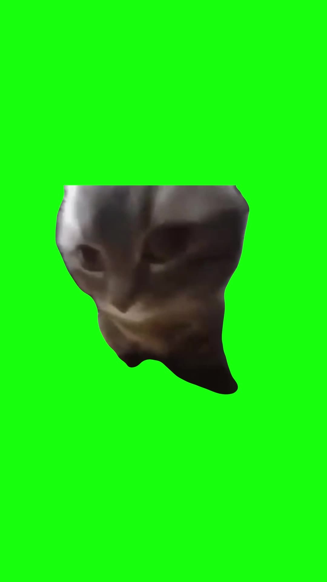 Chipi Chipi Chapa Chapa Cat | Green Screen