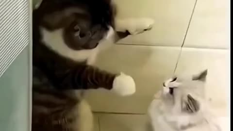 Cat Funny Moment