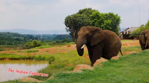 #wildlife cute and funny forest elephant video