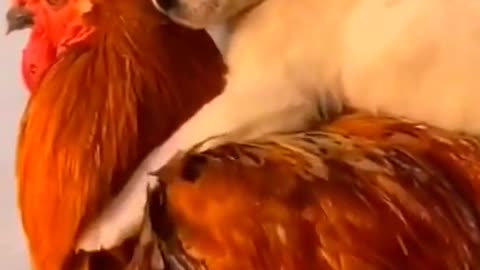 Dogs and chickens are always joking around