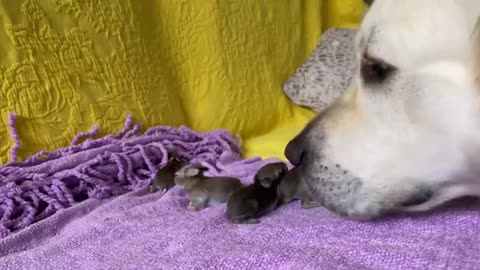 Golden Retriever and Baby Bunnies 7 days old [Friendliest Dog]