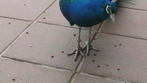 Peacock Dance Display