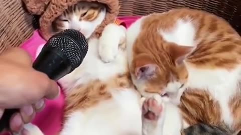 cats playing #cats #cutecats #catkid #cat
