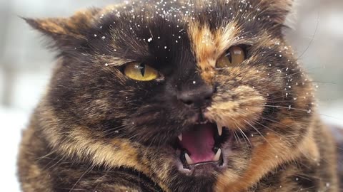 Angry wild cat with snow in hair